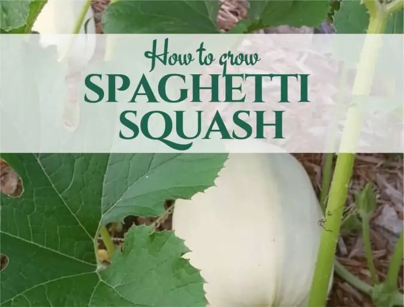 Growing Spaghetti Squash