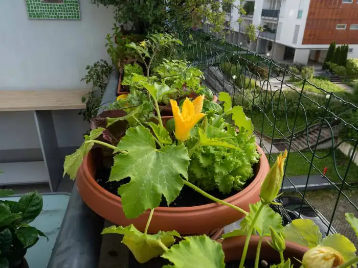 Growing Squash-Related Caring Tips