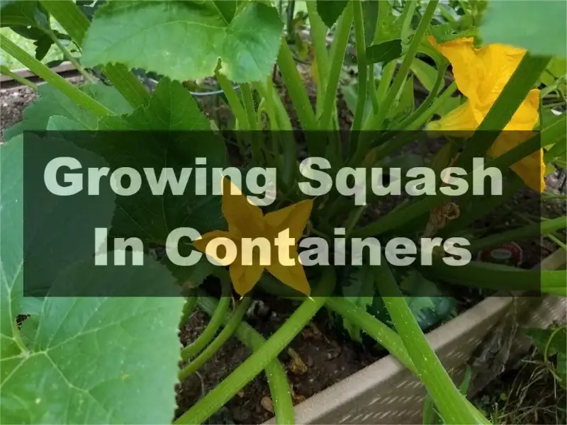 Growing Squash in Containers