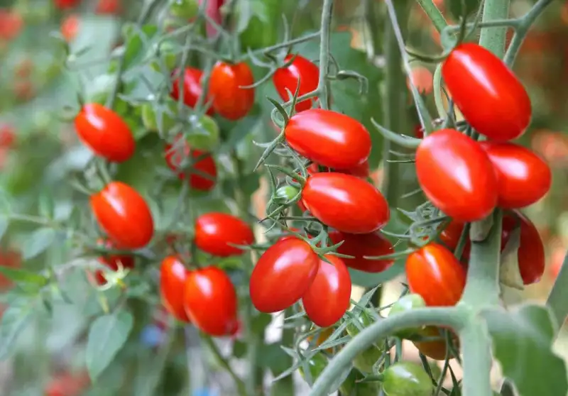 Growing Steps for Roma Tomatoes