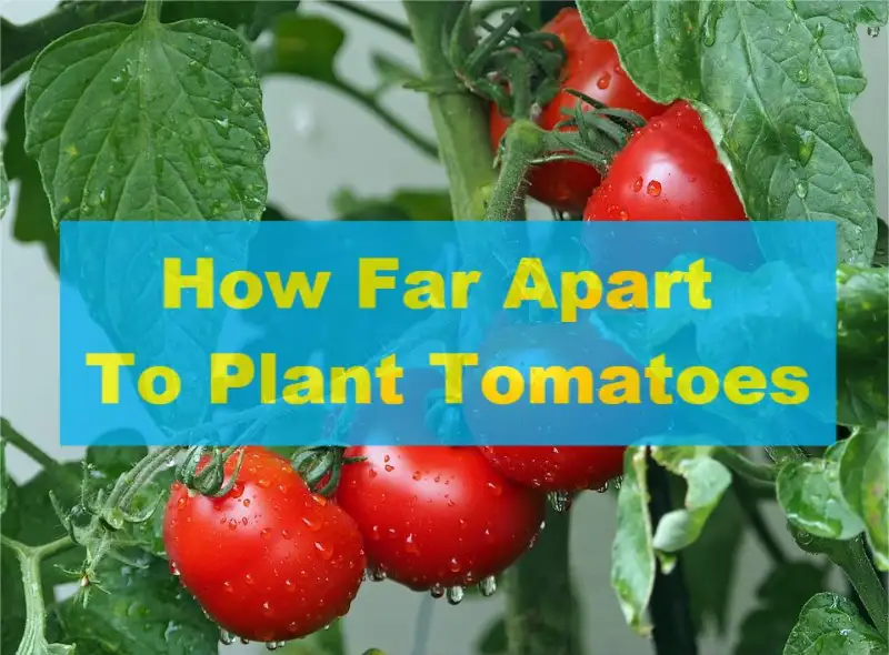 How Far Apart To Plant Tomatoes