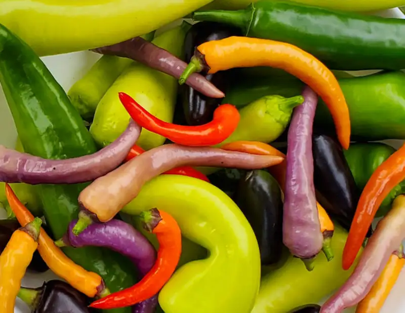 How Hot Are Jalapeno Peppers