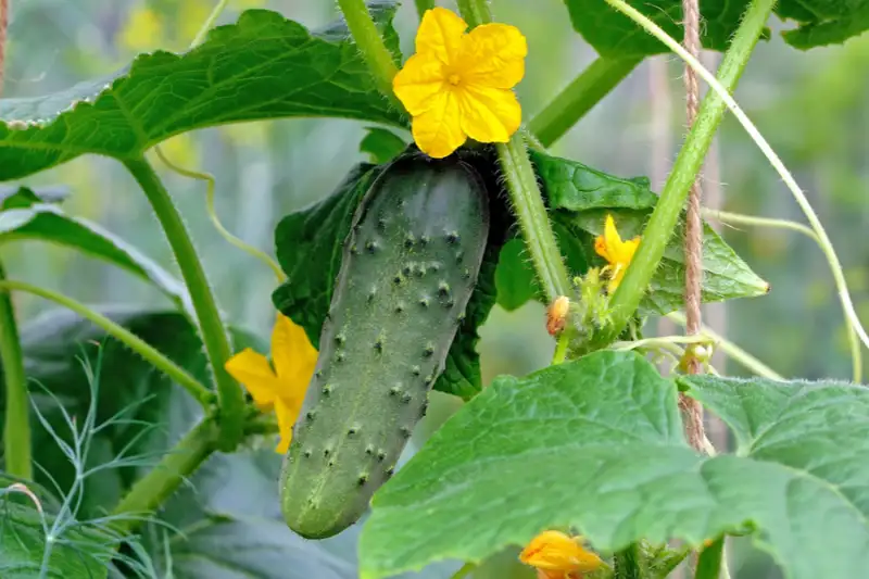 How Long Do Cucumbers Take To Grow After Flowering