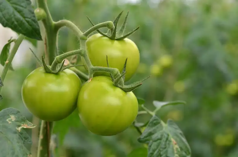 How Long Does It Take for Tomatoes to Turn Red