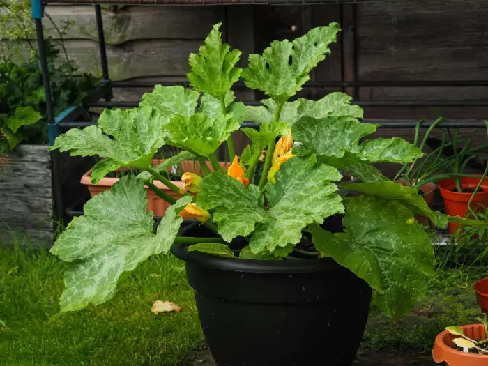 How Long Does It Take to Grow Squash in Containers