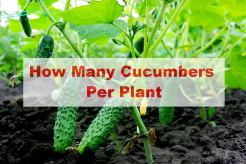 How Many Cucumbers Per Plant