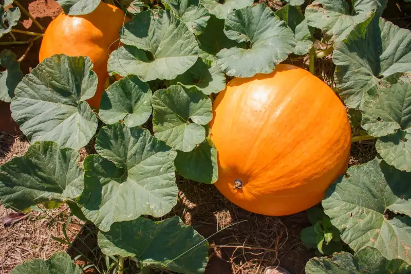 How Much Space Does a Pumpkin Plant Require