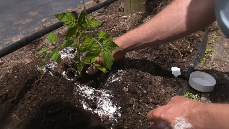 How To Adjust Soil pH For Growing Tomatoes