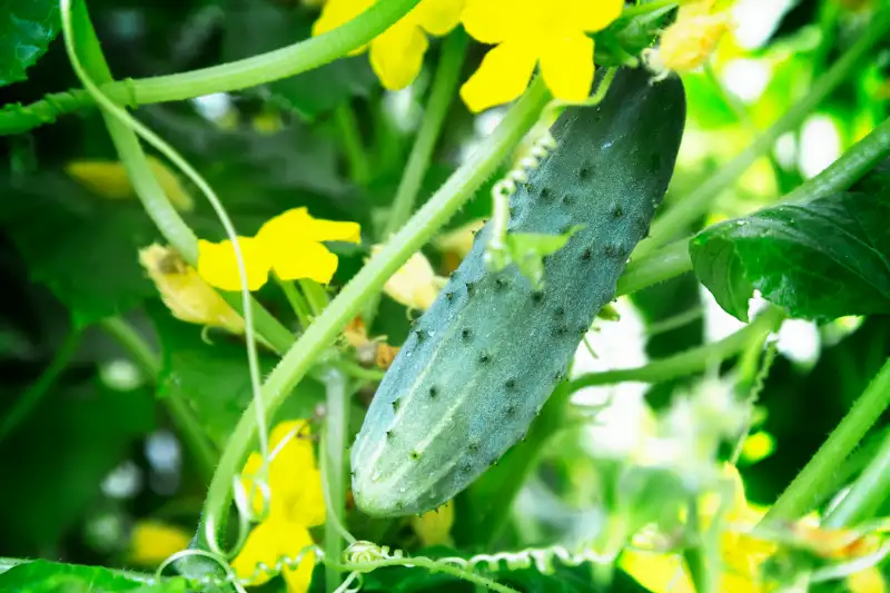 How To Fix And Prevent Yellow Cucumbers