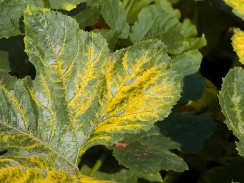 How To Stop and Fix Yellowing Zucchini Leaves