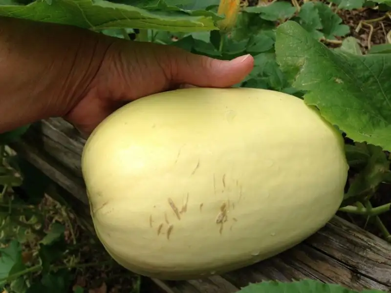 How and When to Harvest Spaghetti Squash