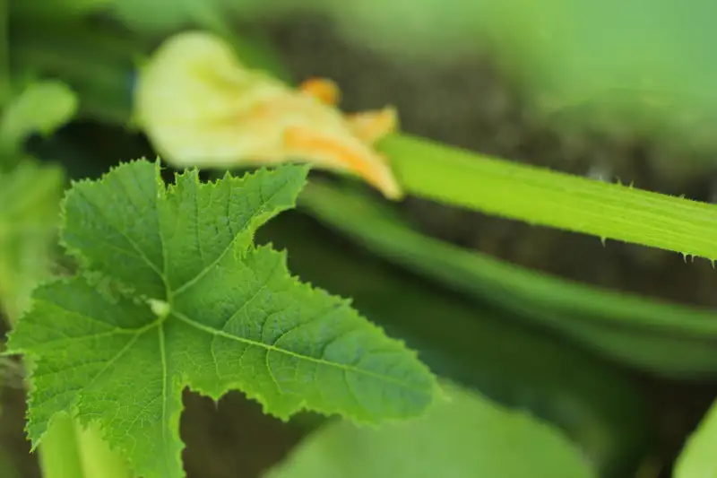 How to Fix Leaf Yellowing on Squash Plants