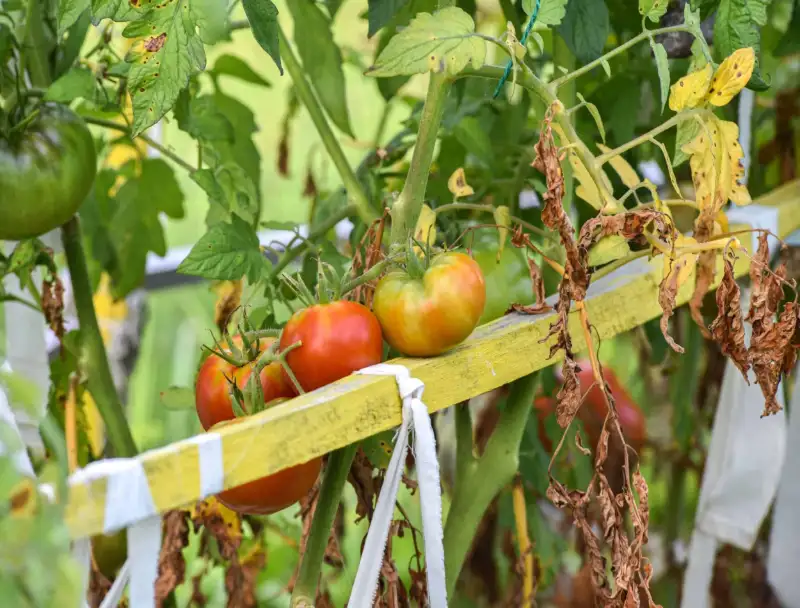 How to Fix and Treat Tomato Plants Wilting