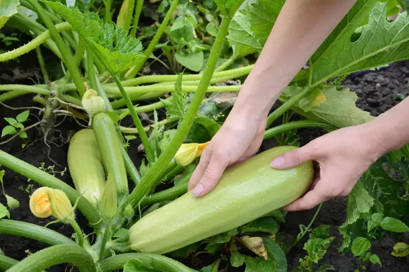 How to Harvest Squash Successfully