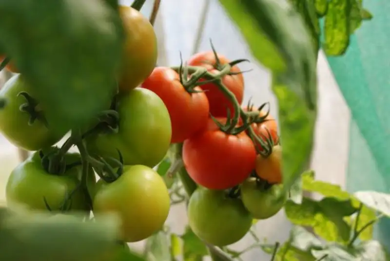 How to Identify the Causes of Tomatoes Black Spots