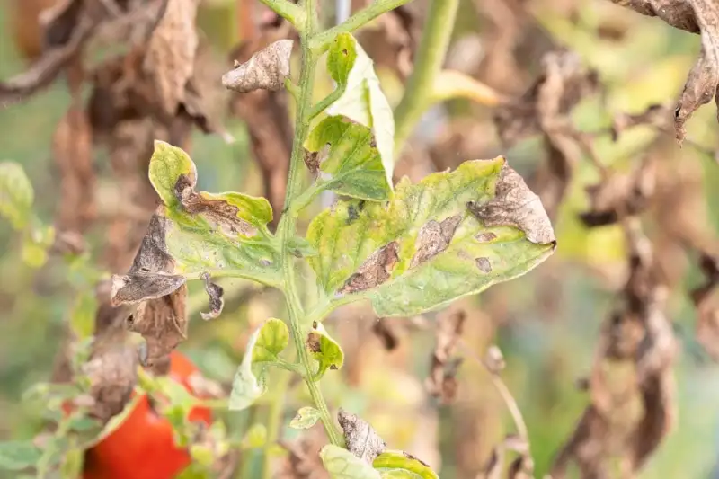 How to Identify the Causes of Wilted Tomato Plants