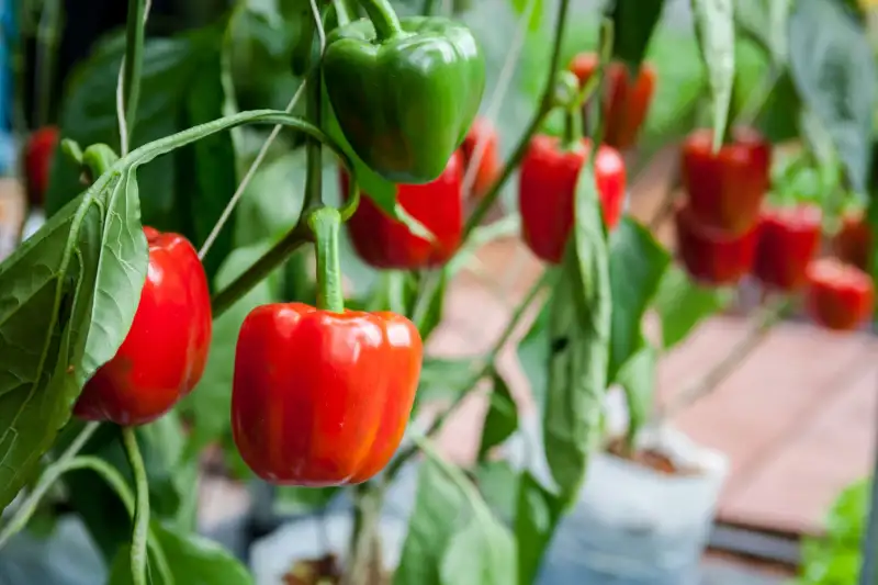 How to Plant Bell Peppers Indoors