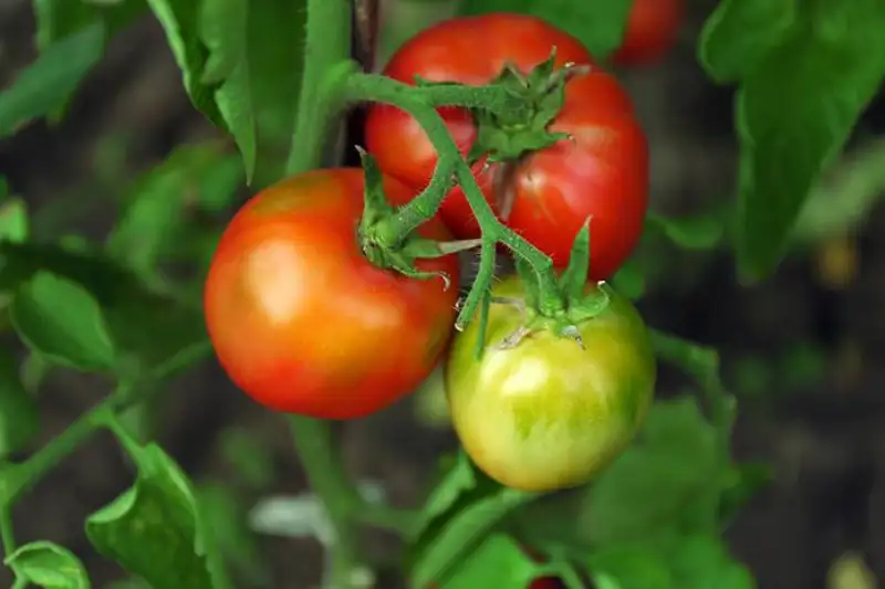 How to Ripen Green Tomatoes on Vines