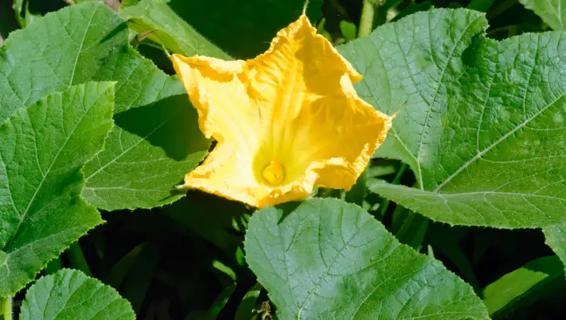 How to Tell If Pumpkin Got Pollinated