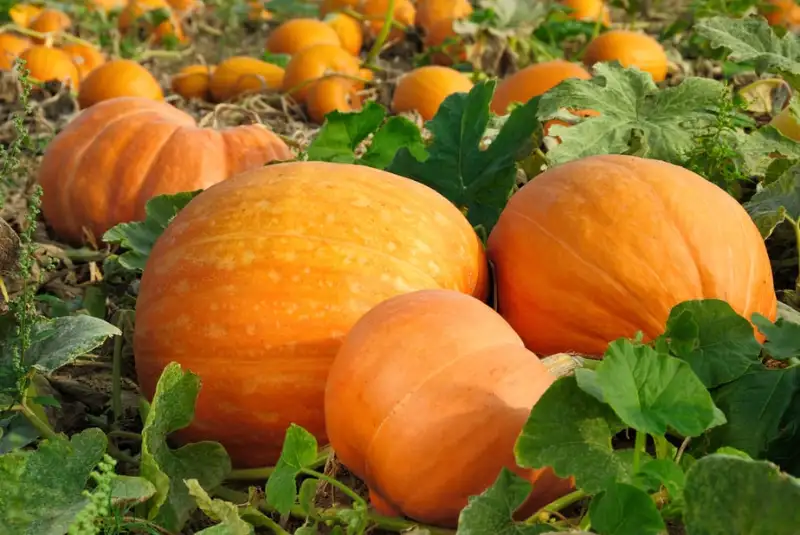 How to Tell If Pumpkins Need Water
