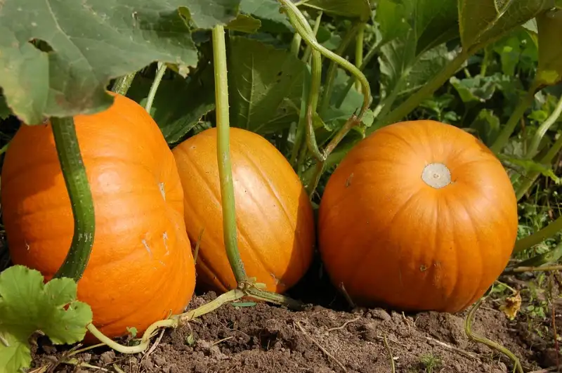 Increase the Number of Pumpkins a Plant Produces