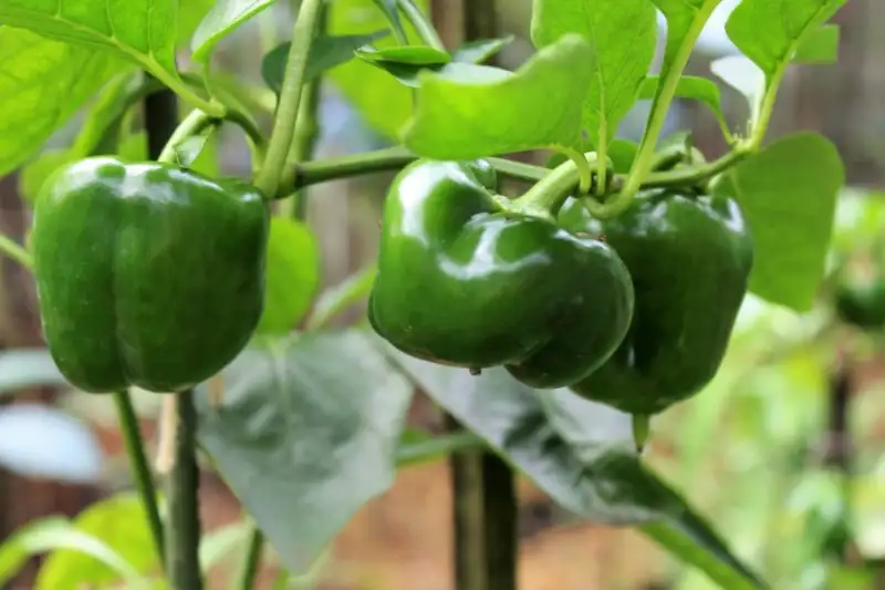 Indoor Bell Pepper Pests and Diseases