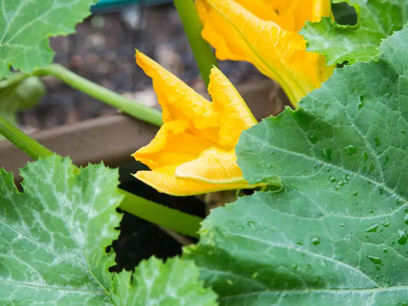Make Squash Plant Identification By Leaves