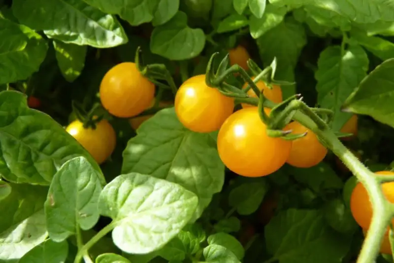 Nutritional Value of Yellow Tomatoes