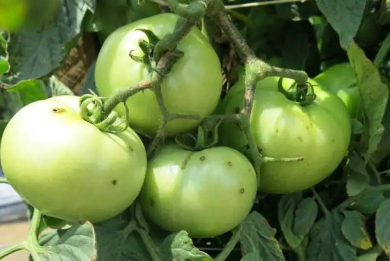 Other Common Diseases and Infections of Tomatoes