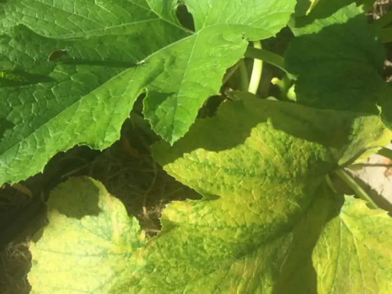 Reasons For Zucchini Leaves Turning Yellow