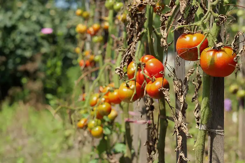 Reasons Why Tomato Plants Wilting