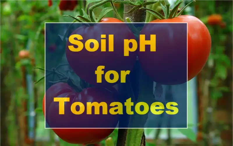 Soil pH for Tomatoes