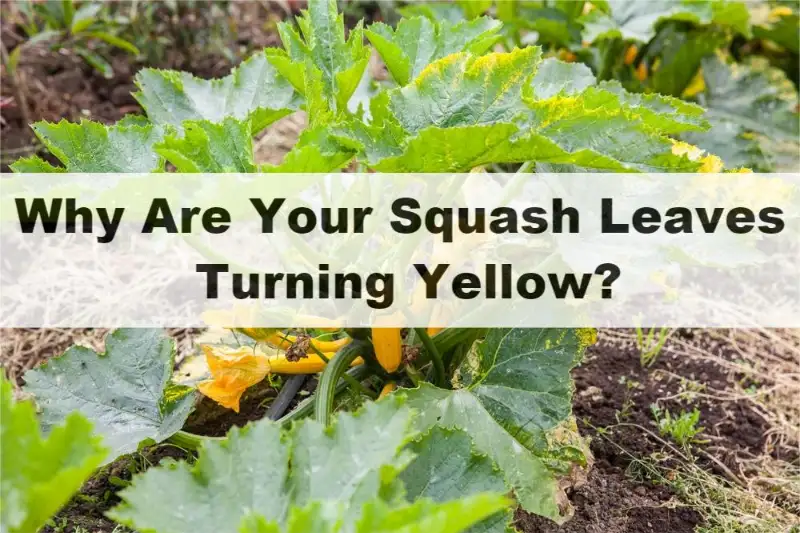 Squash Leaves Turning Yellow
