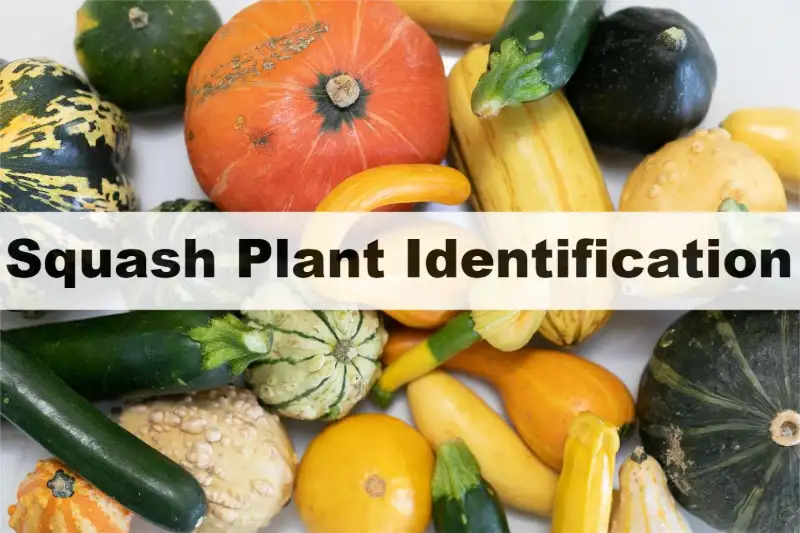 Squash Plant Identification