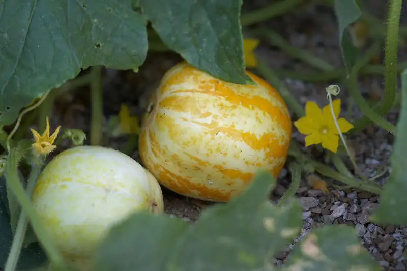 Step-by-Step Guide for Planting Lemon Cucumbers