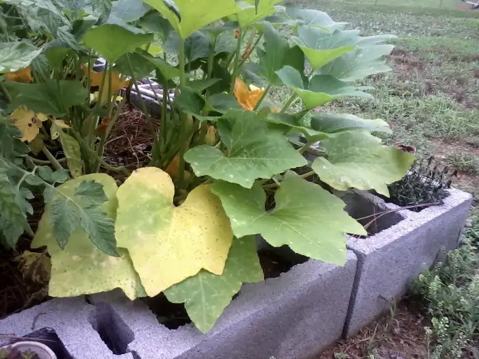 The Reasons for Squash Leaves Turning Yellow
