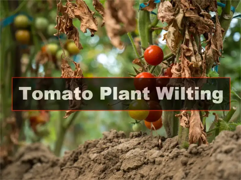 Tomato Plant Wilting