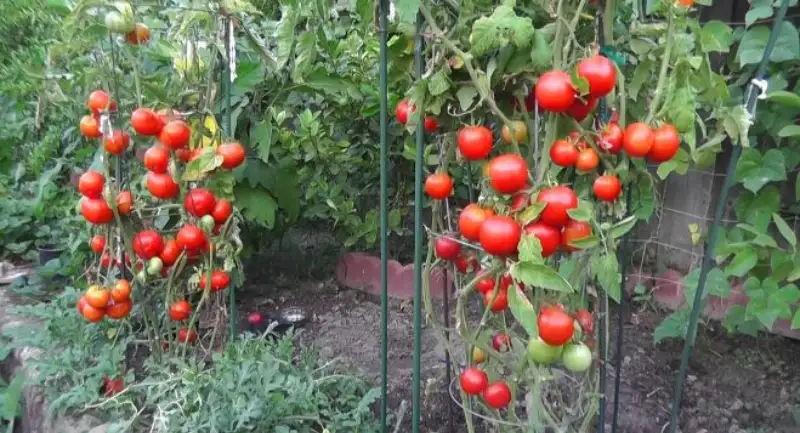 Tomato Plant Spacing According To Garden Type