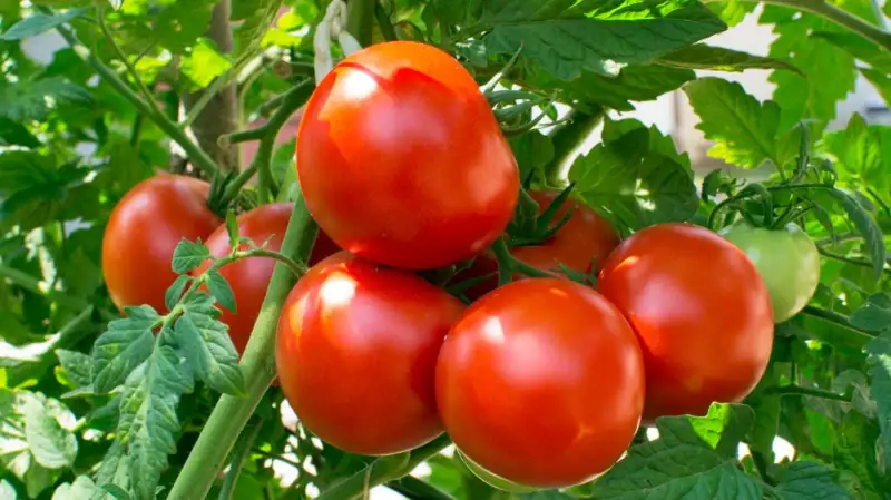 Tomato Plant Spacing According To Plant Variety