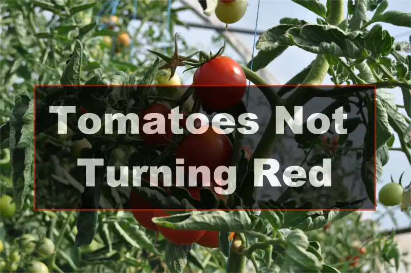 Tomatoes Not Turning Red