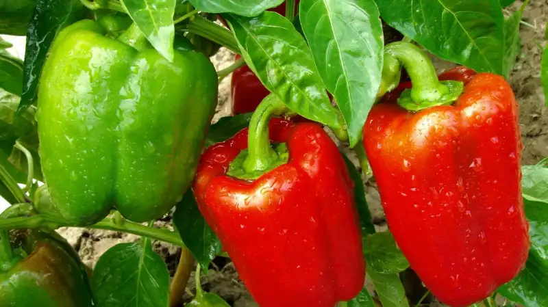 Top Caring Tips for Growing Bell Peppers Indoors