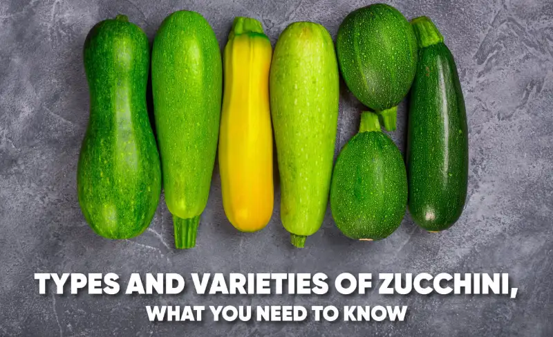 Types Of Zucchini