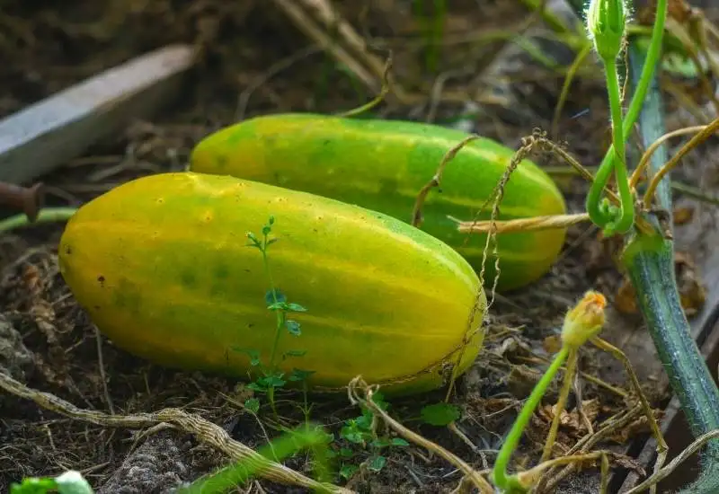 What Can I Do With Yellow Cucumbers