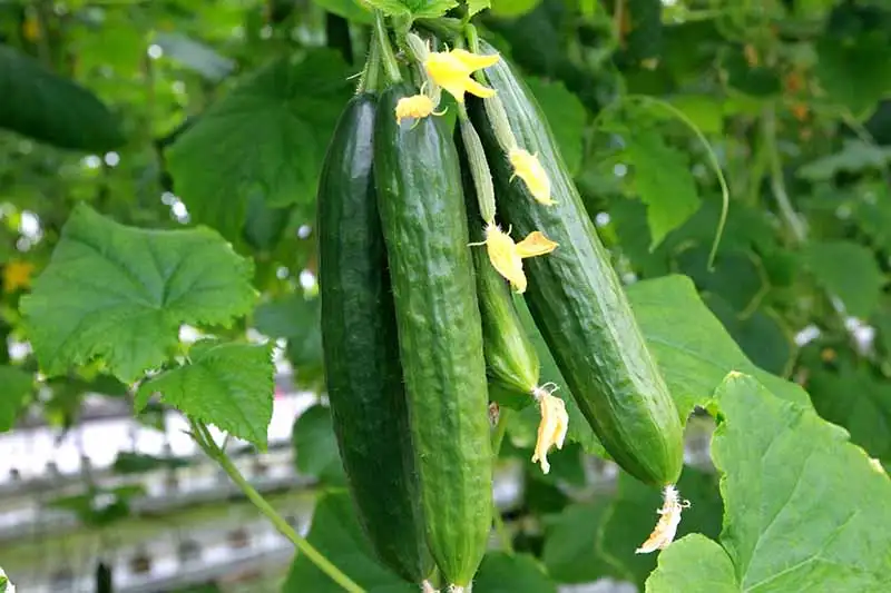 What Factors Impact How Many Cucumbers You Get