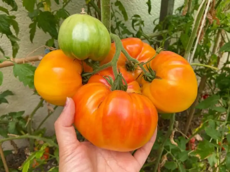 What Makes Tomatoes Turn Red