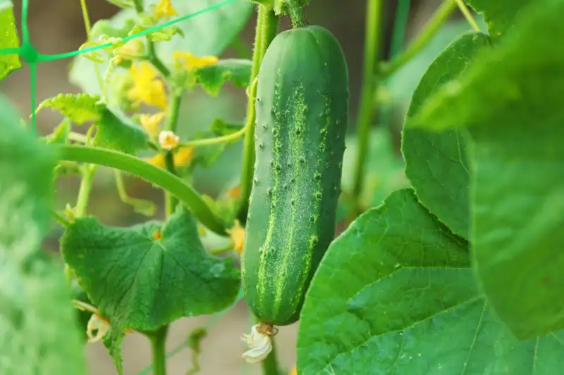 What Type Makes the Most Cucumbers