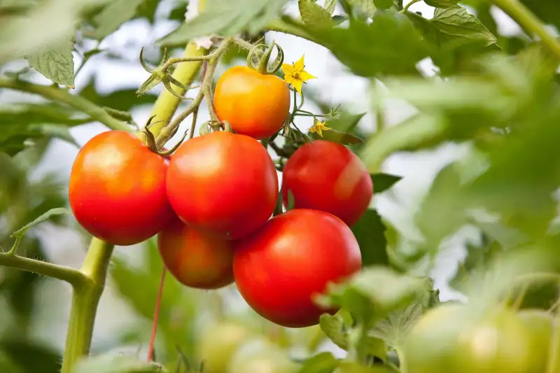 What You Can Do If Tomatoes Are Not Ripening Or Turning Red