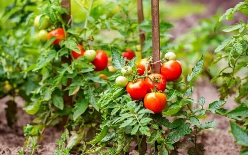 What are the Benefits of Proper Tomato Plant Spacing