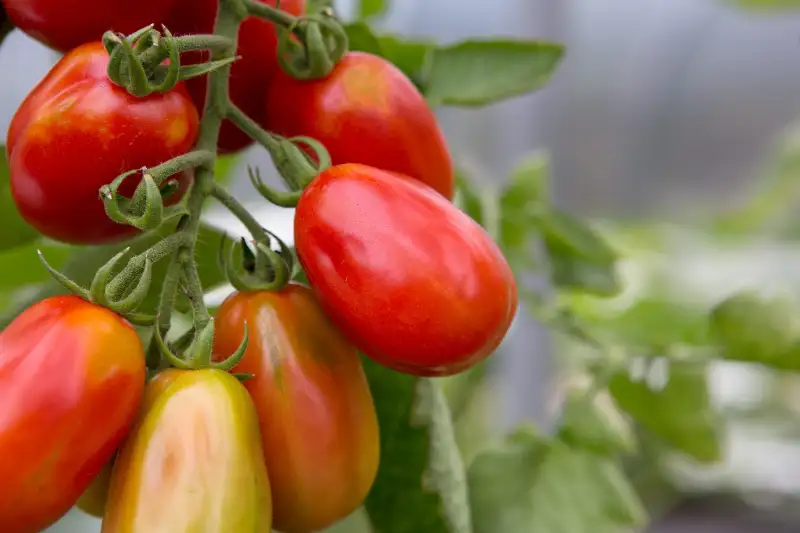 What are the Types of Roma Tomatoes