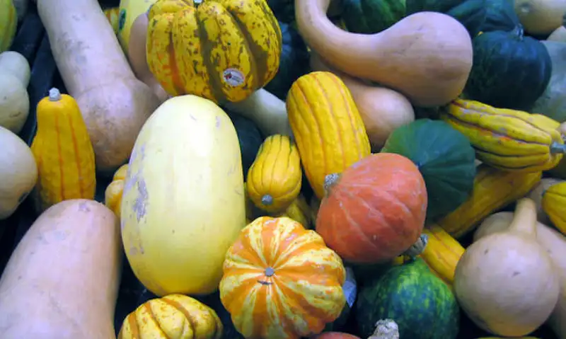 What to Consider When Storing Squash